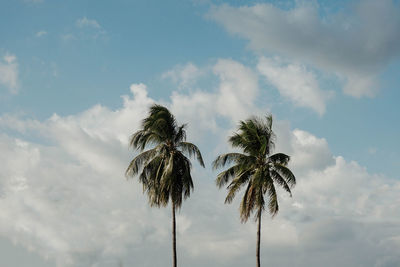 Low angle view of palm trees against sky