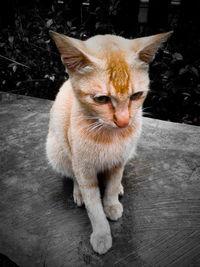 Portrait of cat sitting