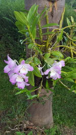 Close-up of pink flowers