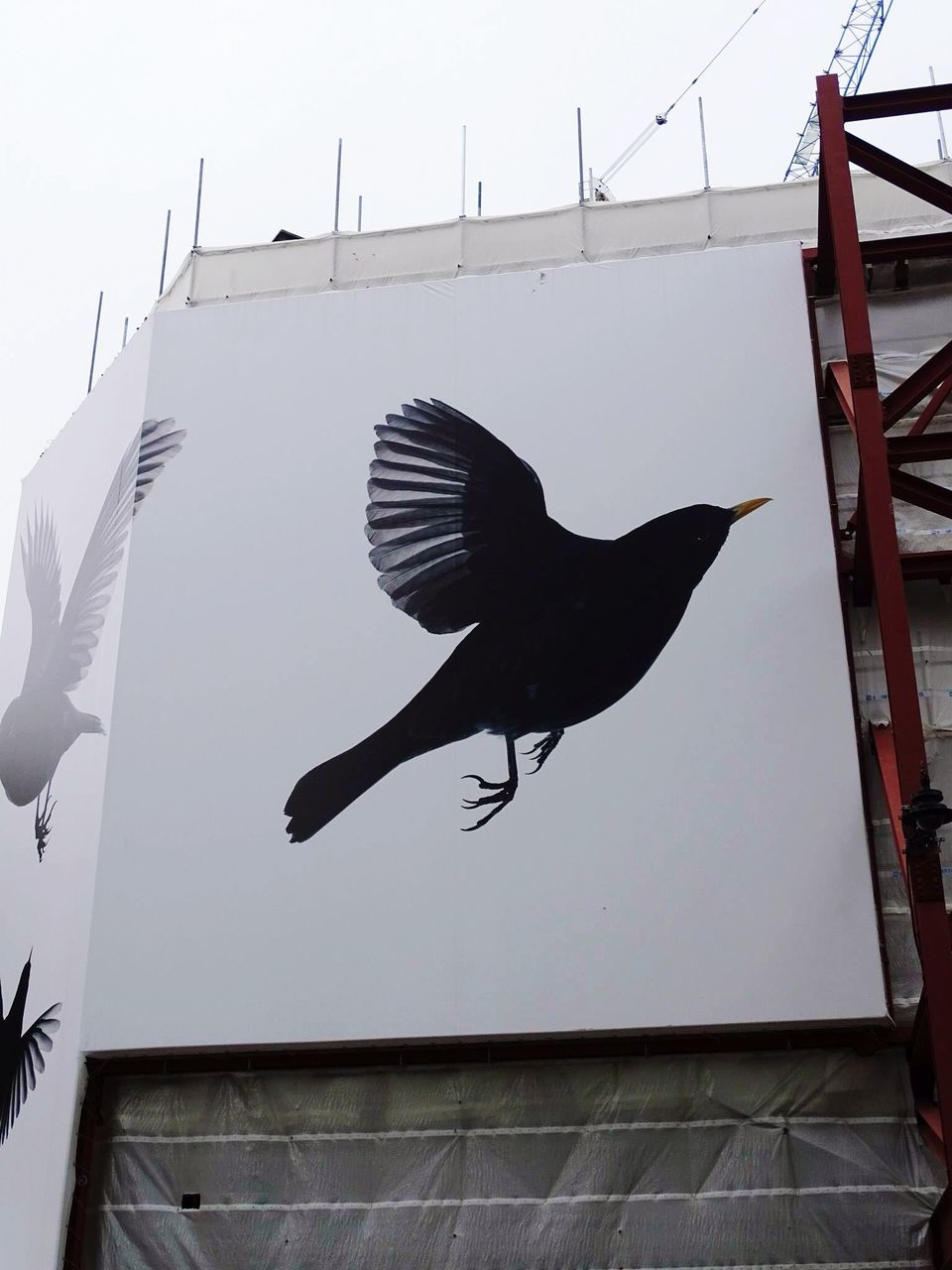 low angle view, animal themes, architecture, built structure, bird, animals in the wild, building exterior, spread wings, one animal, wildlife, flying, sky, clear sky, city, mid-air, outdoors, perching, no people, building, day