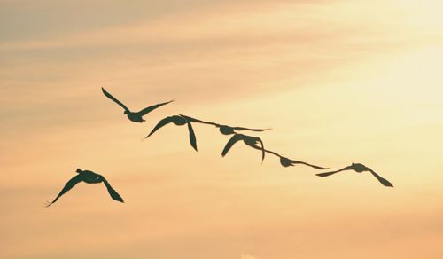 Low angle view of bird flying against sky during sunset