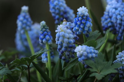 Close-up of purple flowering plant