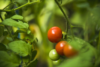 Garden cherry tomatoes ripening on the vine macro closeup
