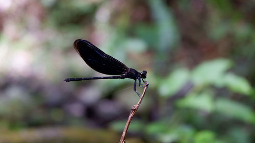 Close-up of dragonfly on plant