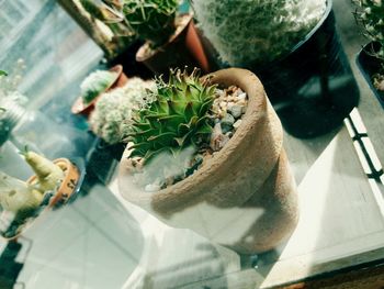 High angle view of potted plant on table