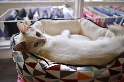 Close-up of a cat resting at home