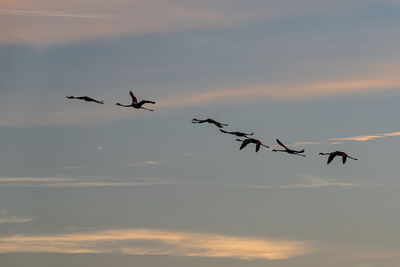 Low angle view of birds flying over lake during sunset