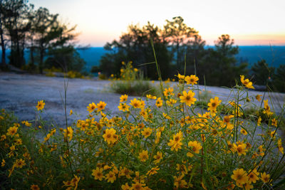 Close-up of yellow flowers blooming on field