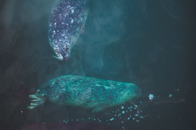 Seals swimming in sea