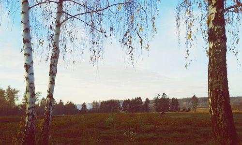 Bare trees on grassy field