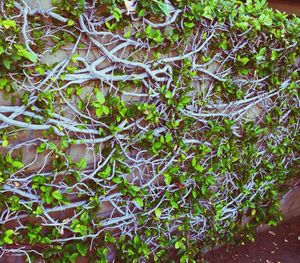 Plants growing on a tree