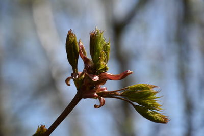 Close-up of flower buds growing outdoors