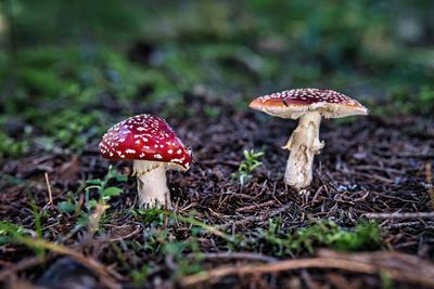 Close-up of mushroom on field