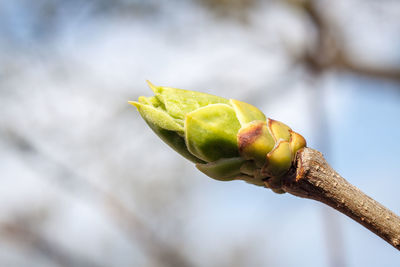 Low angle view of plant bulb