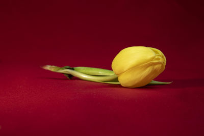 Close-up of lemon slice on table