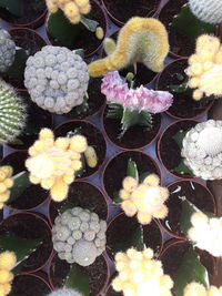 High angle view of cactus flowers blooming outdoors