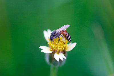 Close-up of insect on flower