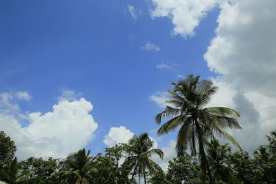Low angle view of coconut palm trees against blue sky