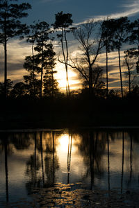 Silhouette of trees at sunset