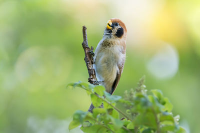 Close-up of bird perching on leaf