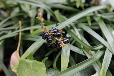 Close up of black berries at shrub