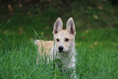 Portrait of a dog on field