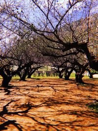 Trees against sky