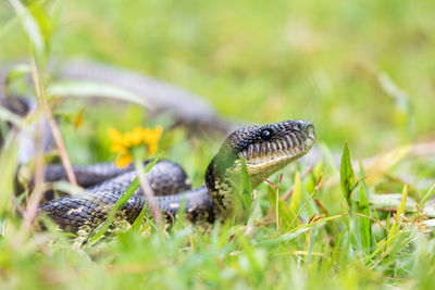 Close-up of snake on field