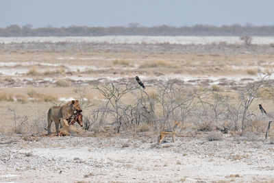 Hunting scene in etosha national park, namibia