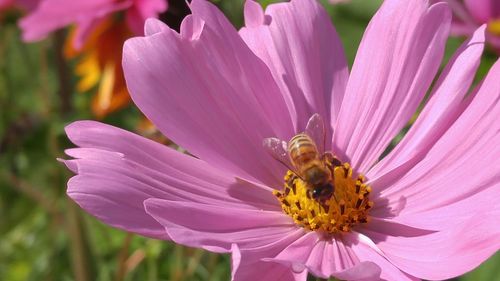 Close-up of honey bee pollinating on purple flower