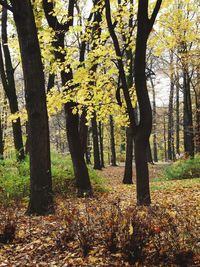 Trees in forest during autumn