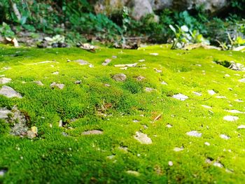 Close-up of mushrooms growing on field