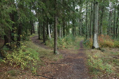 Trees growing in forest