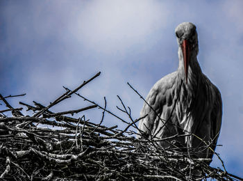 Bird perching on twig