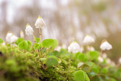 Close-up of white flowering plant on field