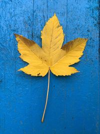 Close-up of autumn leaf on wood