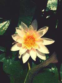 Close-up of lotus water lily in pond