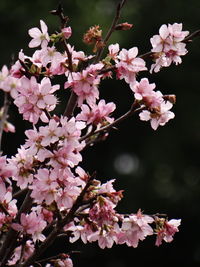 Close-up of pink cherry blossoms