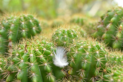 Close-up of cactus plant on field