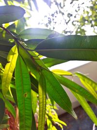 Close-up of fresh green plant