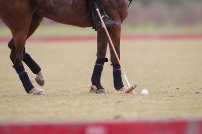 Polo in argentina