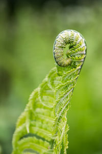 Close-up of plant