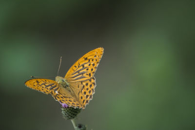 Close-up of butterfly pollinating flower