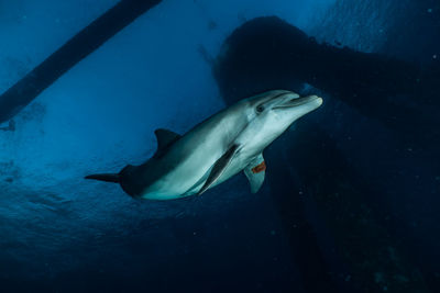 One dolphin swimming with divers in the red sea, eilat israel a.e