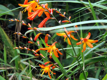 Close-up of orange flowers blooming outdoors