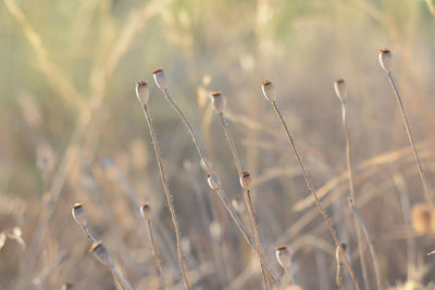 Close-up of grass