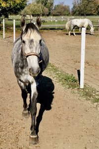 Close-up of horse on sand