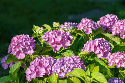 Close-up of pink flowering plants