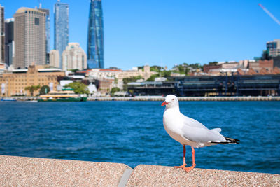 A seagull sits on a boardwalk wall in sydney harbour, australia.  city in the background