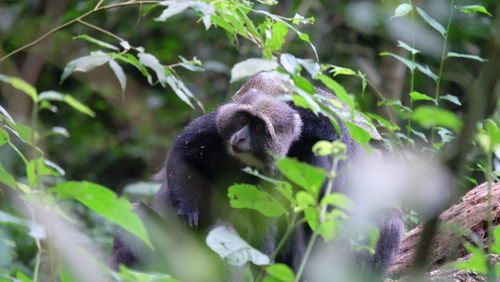 View of monkey on tree